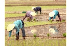 Canada hỗ trợ Việt Nam 13 triệu USD phát triển nông nghiệp