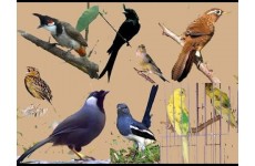 Bài 52: Từ vựng về chủ đề các loài chim